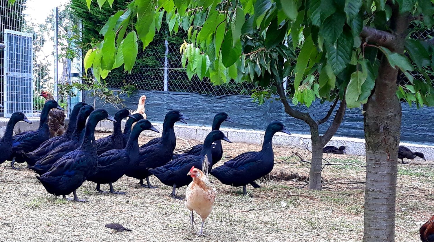 Ovos galados patos cayuga e pompom