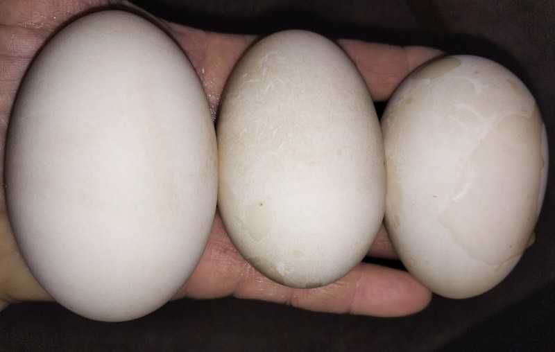 Інкубаційне яйця мускусної качки білі важка лінія німецька селекція.