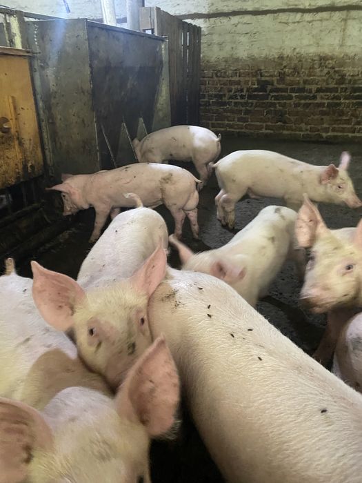 Поросята сан брак