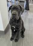 Suczka cane corso italiano 3 msc , rodowód, blue