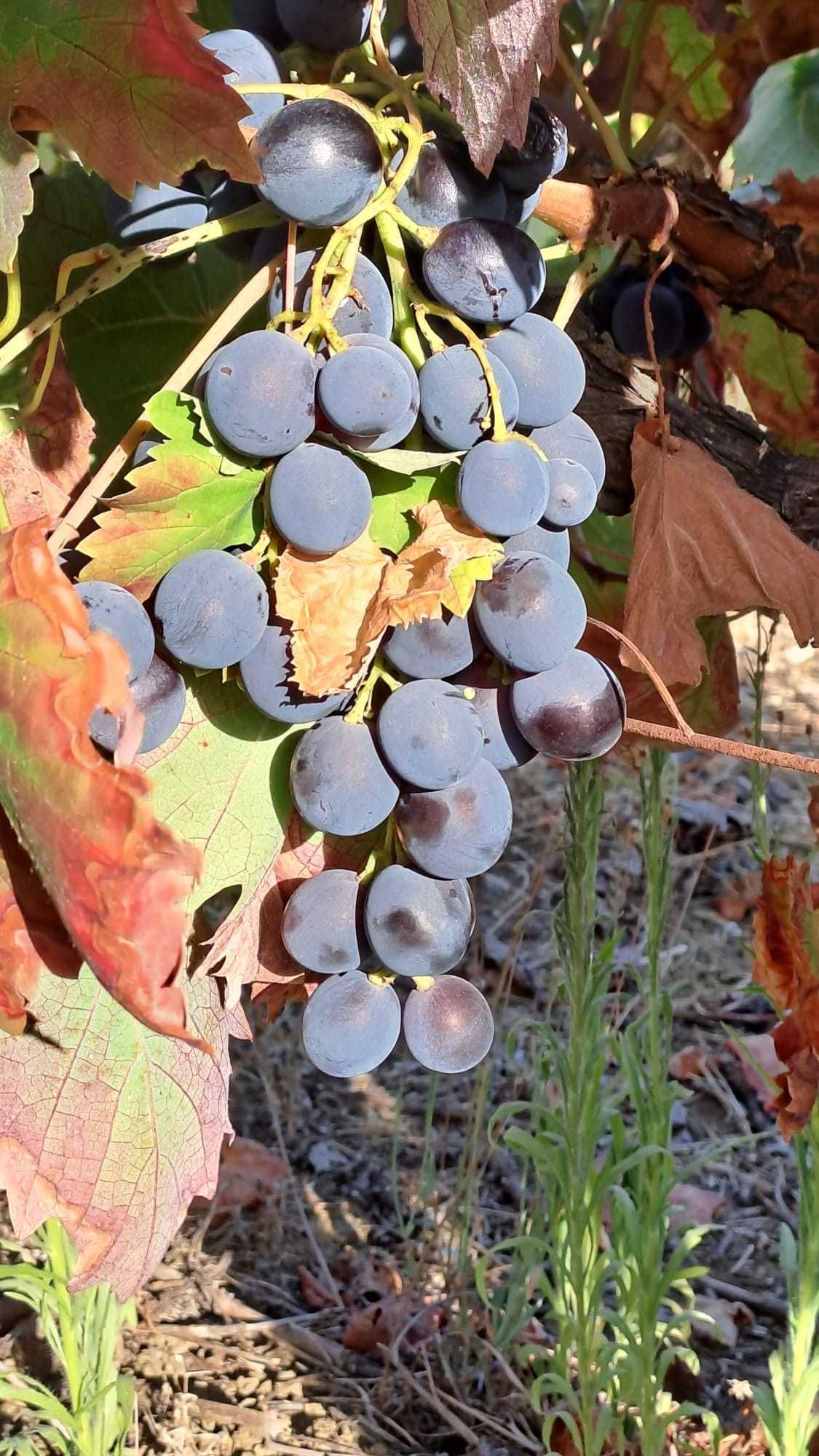 Vendem-se Uvas para Vinho - Multicasta