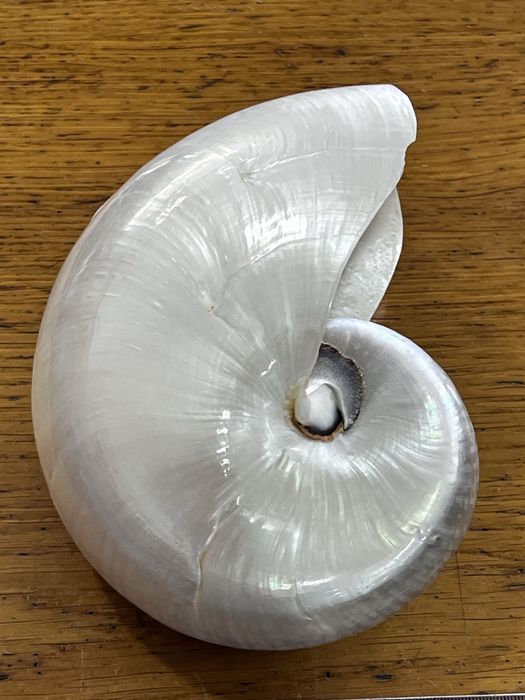 Concha Nautilus polida c/ falha