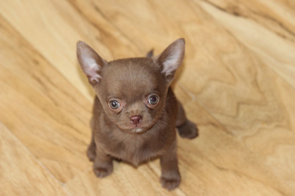 Chihuahua piesek