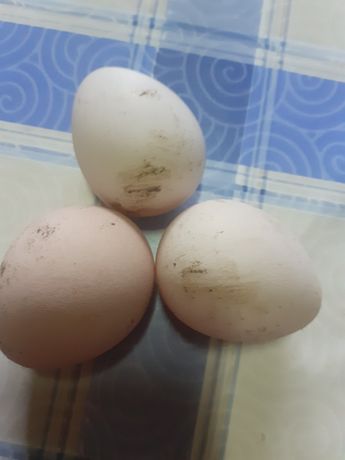 Vendo ovos de fraca e galinha