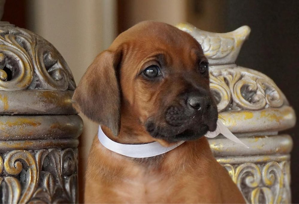 Rhodesian Ridgeback Chłopak