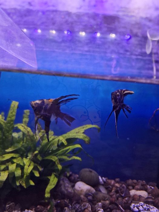 Troco peixe escalares