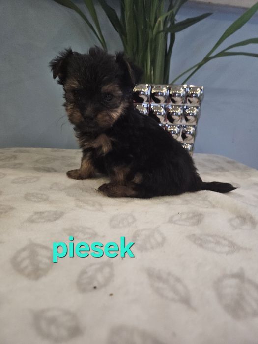 York z Rodowodem do odbioru