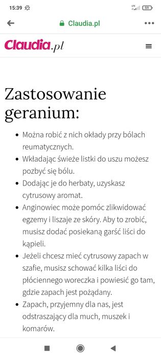 Geranium 1 sztuka 30 zl