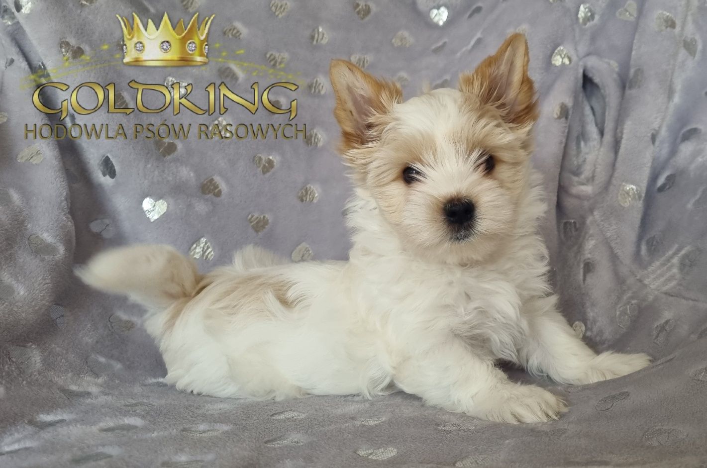 Golddust Yorkshire Terrier York  26.02.24 piesek