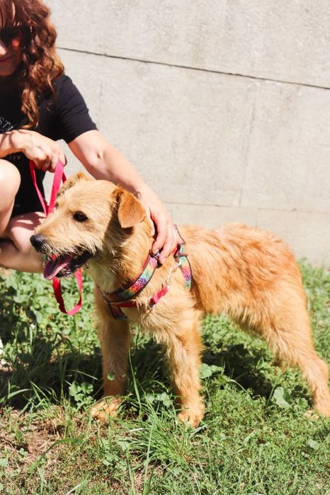 Lola szorstkowłosyla 4 letnia