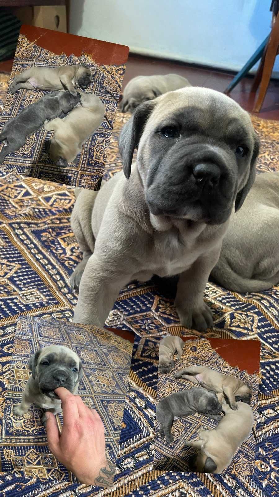 Цуценята Cane Corso