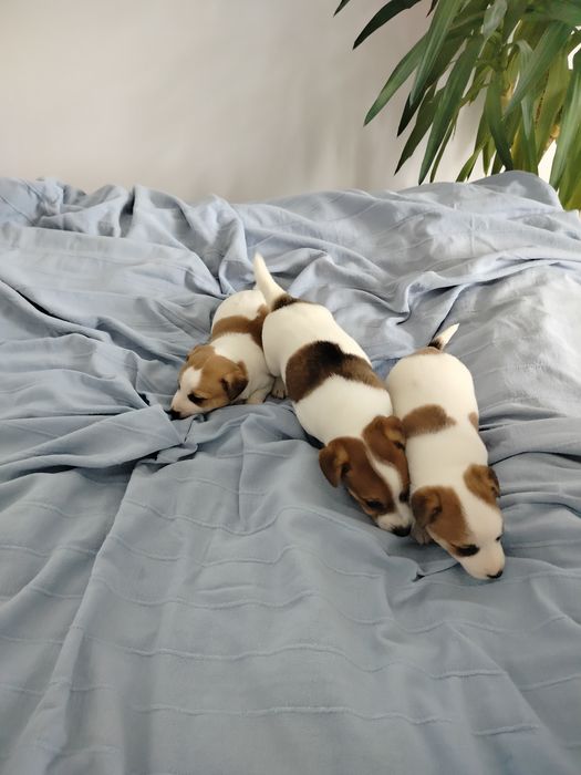 Jack Russell Terrier piesek