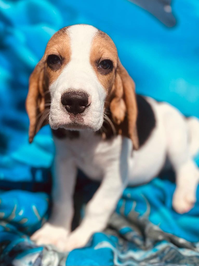 Beagle z legalnej hodowli