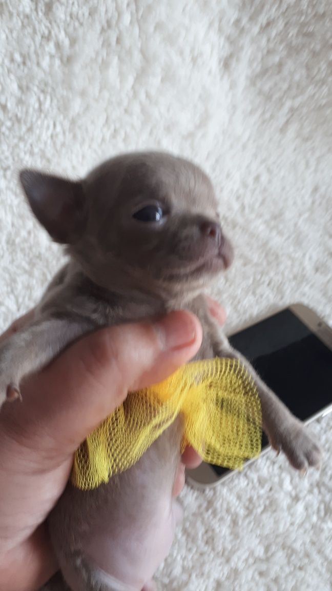 Chihuahua Xxxs liliowa dzieczynka