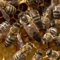 Пчелы, семьи пчёл Матки Карника от материнки (Тройзек 107