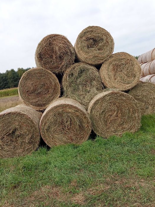 Sprzedam siano (lucerna) z tego roku