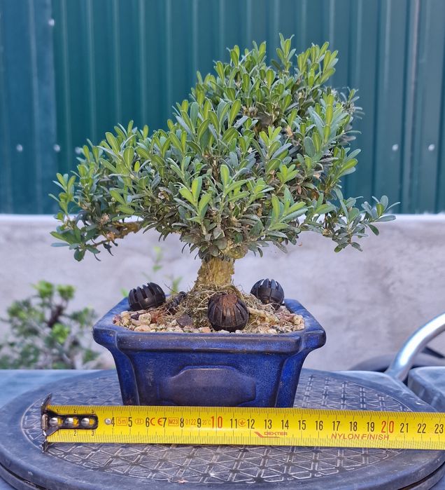 Bonsai Buxus Harlandii