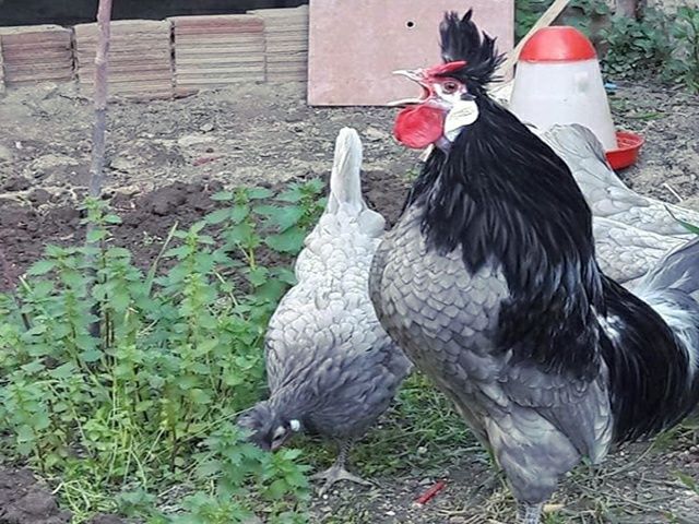 Інкубаційне яйце. Курчата, Аппенцеллер блакитні, лимон, чорні.