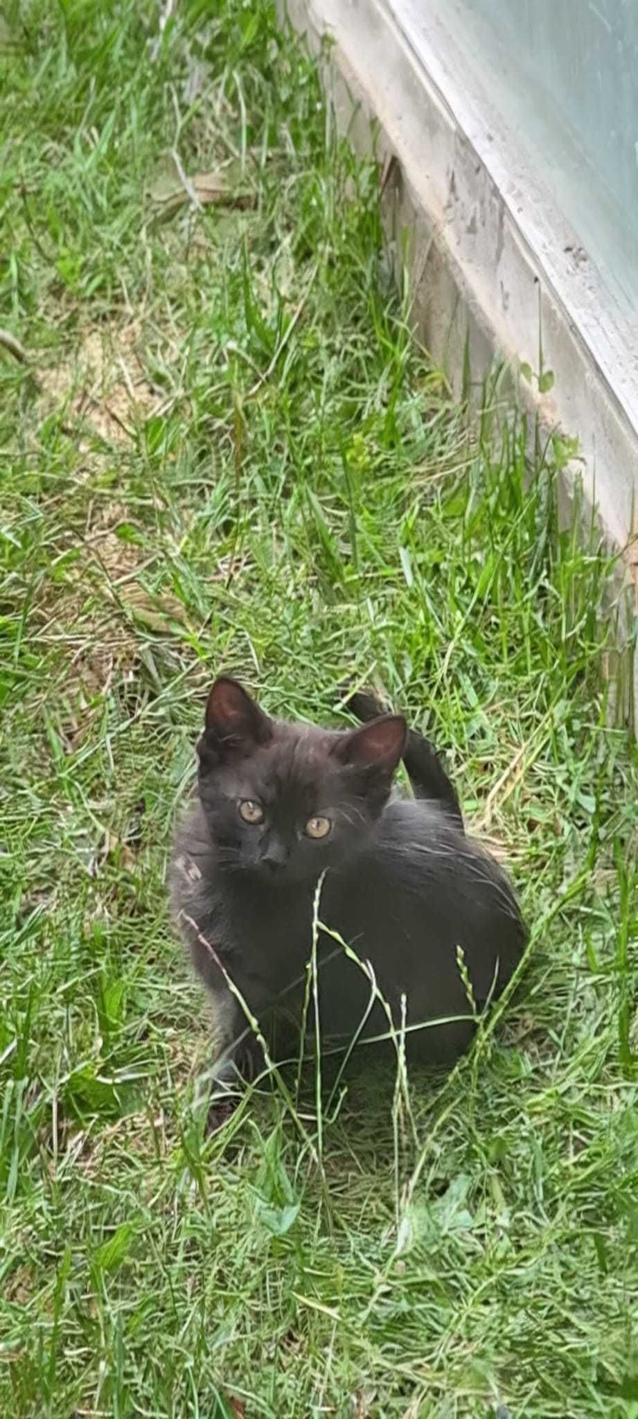 Kotek do adopcji