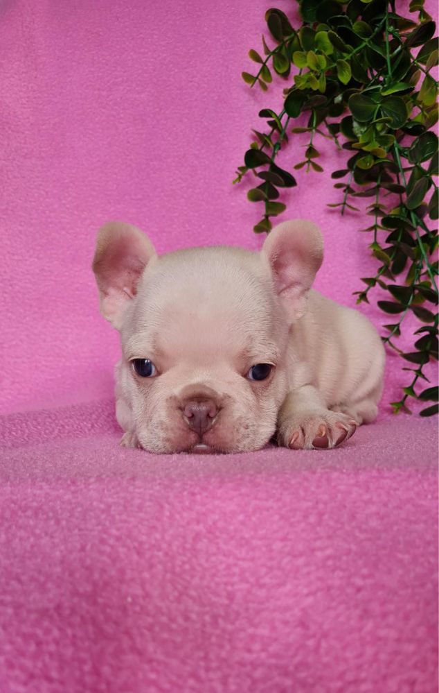Excecional macho Bulldog/Bouledogue Francês de Qualidade