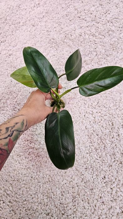 Филодендрон Гигас, Сильвер Квин, Плавмани, Бразил, Эмиральд квин