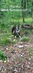 Boston terrier. Zapowiedź miotu