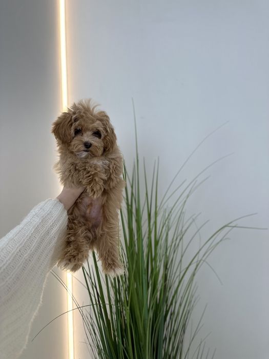 Vip teddy micro Мальтипу