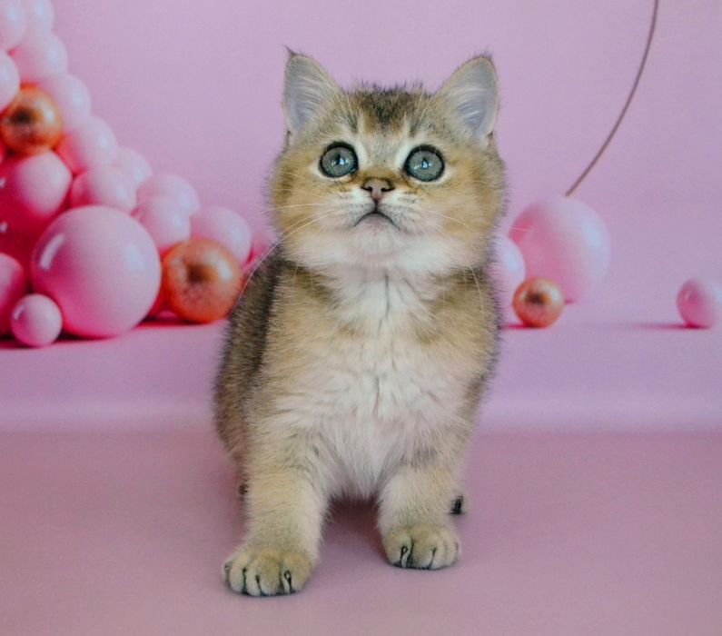 Золотi британськi  кошенята