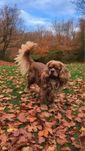 Cavalier charles spaniel king Reproduktor