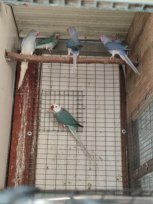 Ring neckes azul e violeta CC