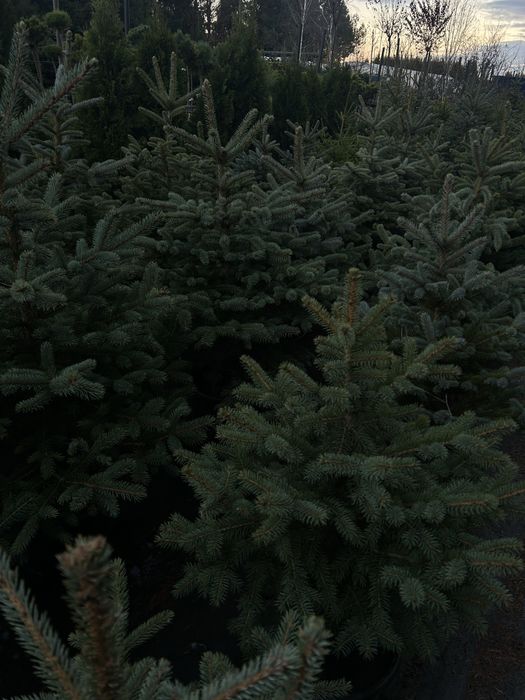 Choinka świerk zwykły srebrny