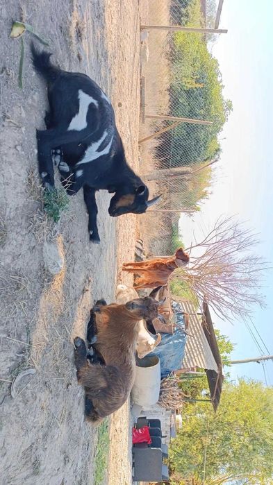 Cabras anãs domésticas