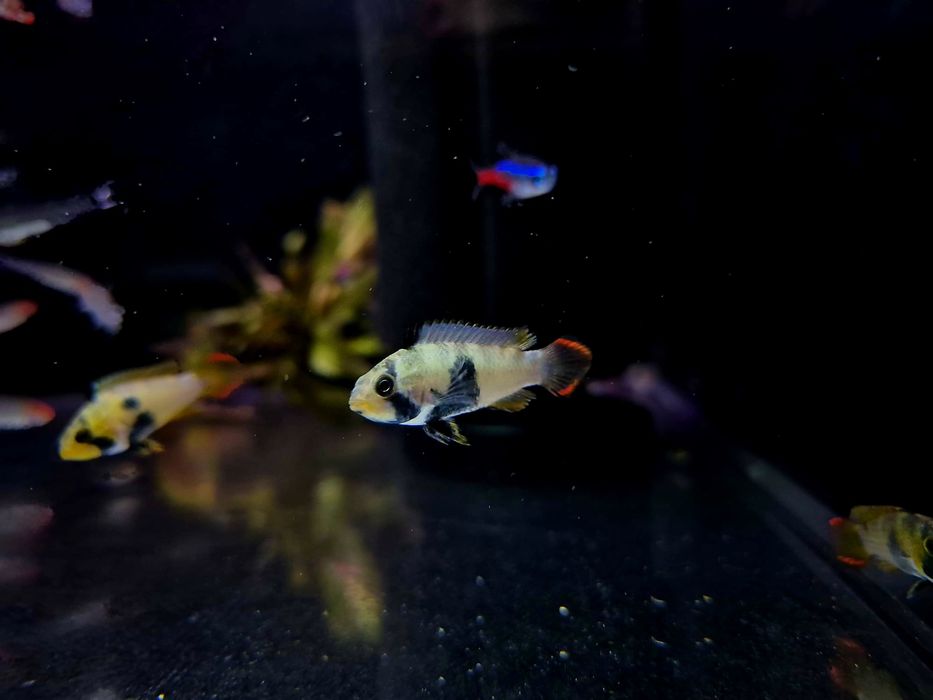 Apistogramma pandurini (pielęgniczka)