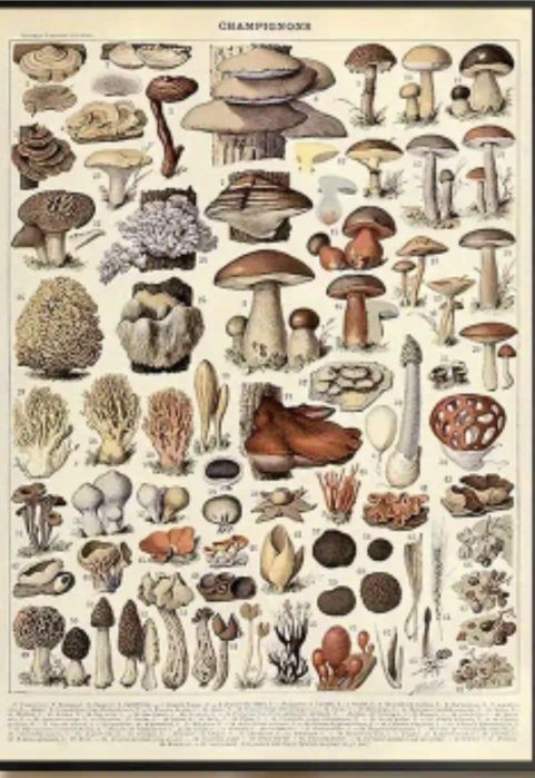 Продам гриби зібрані в Карпатах