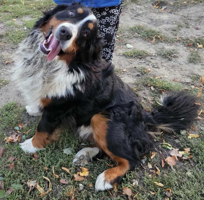 Reproduktor Berneński Pies Pasterski