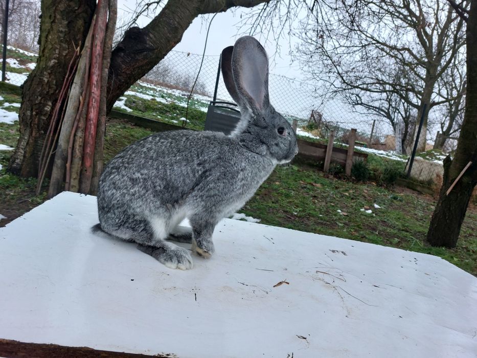 Sprzedam samiczki belga olbrzyma