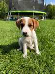 Parson Russell Terrier samiec do odbioru