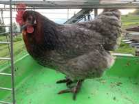 Marans kurka lipiec 2024