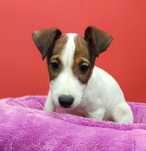 Jack Russell Terrier suczka numer 1