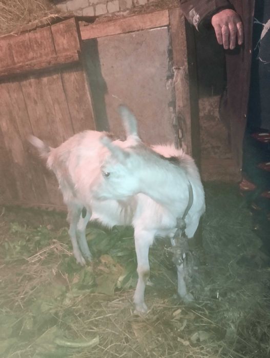 Коза кітна 3000грн