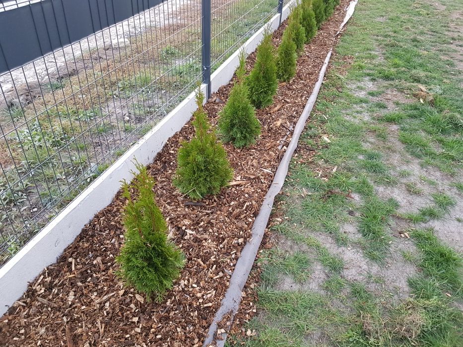 Tuja szmaragd transport sadzenie