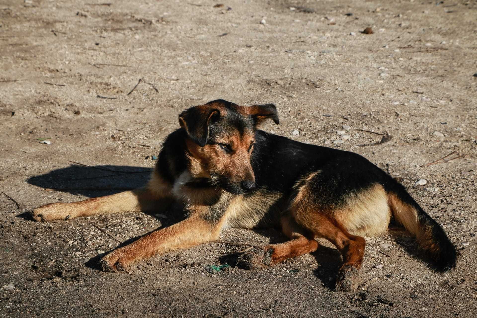 Cão Para Adoção (12kg)(Alfredo)