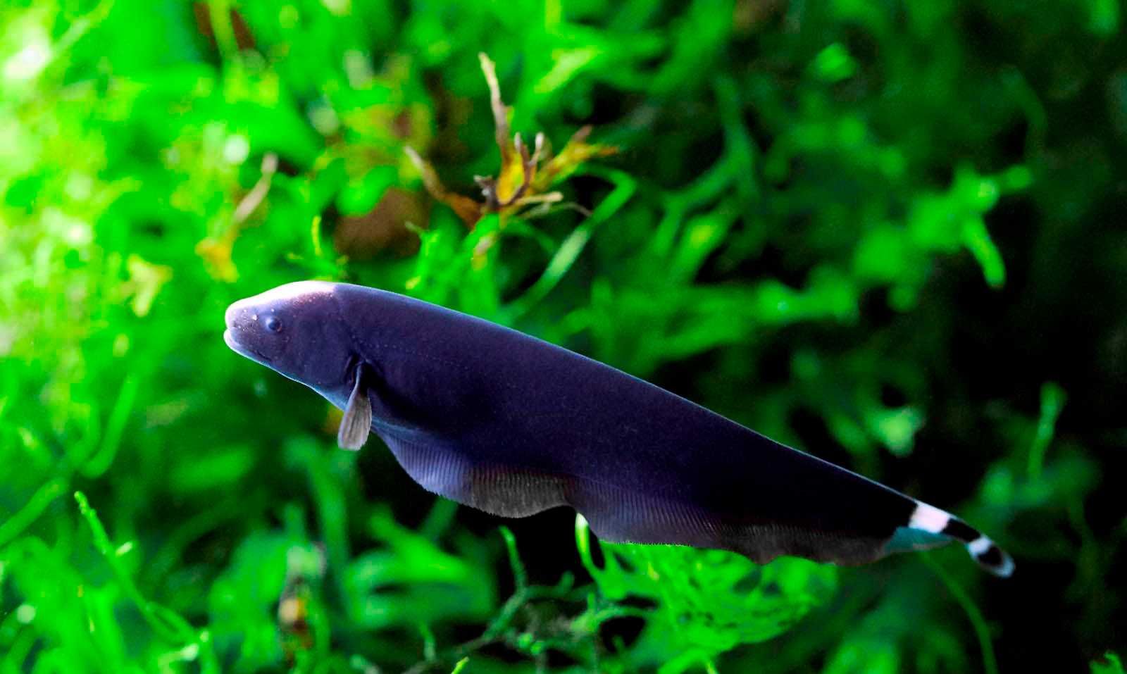 Duch amazoński brazylijski (Apteronotus albifrons) WYSYŁKA AKWAWIN