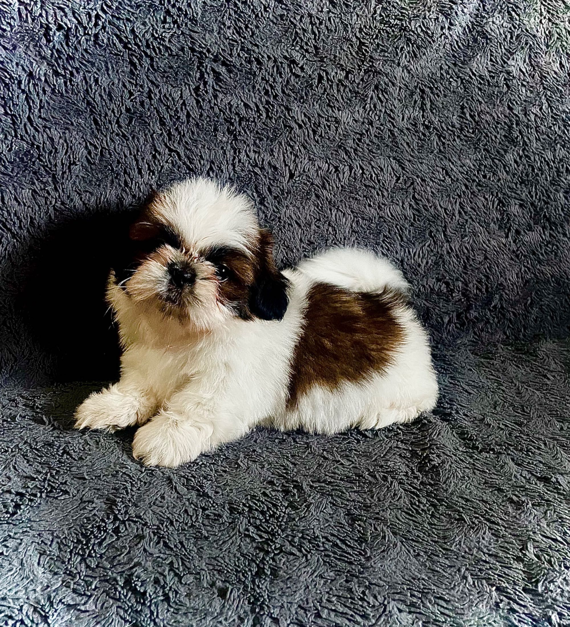 Szczeniak Shih Tzu
