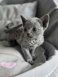 Niebieski Kocurek**Devon Rex**Do Rezerwacji