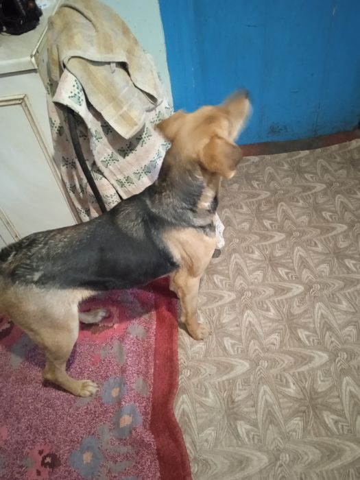 Руська гонча,дівчинка,вік 2,5р.