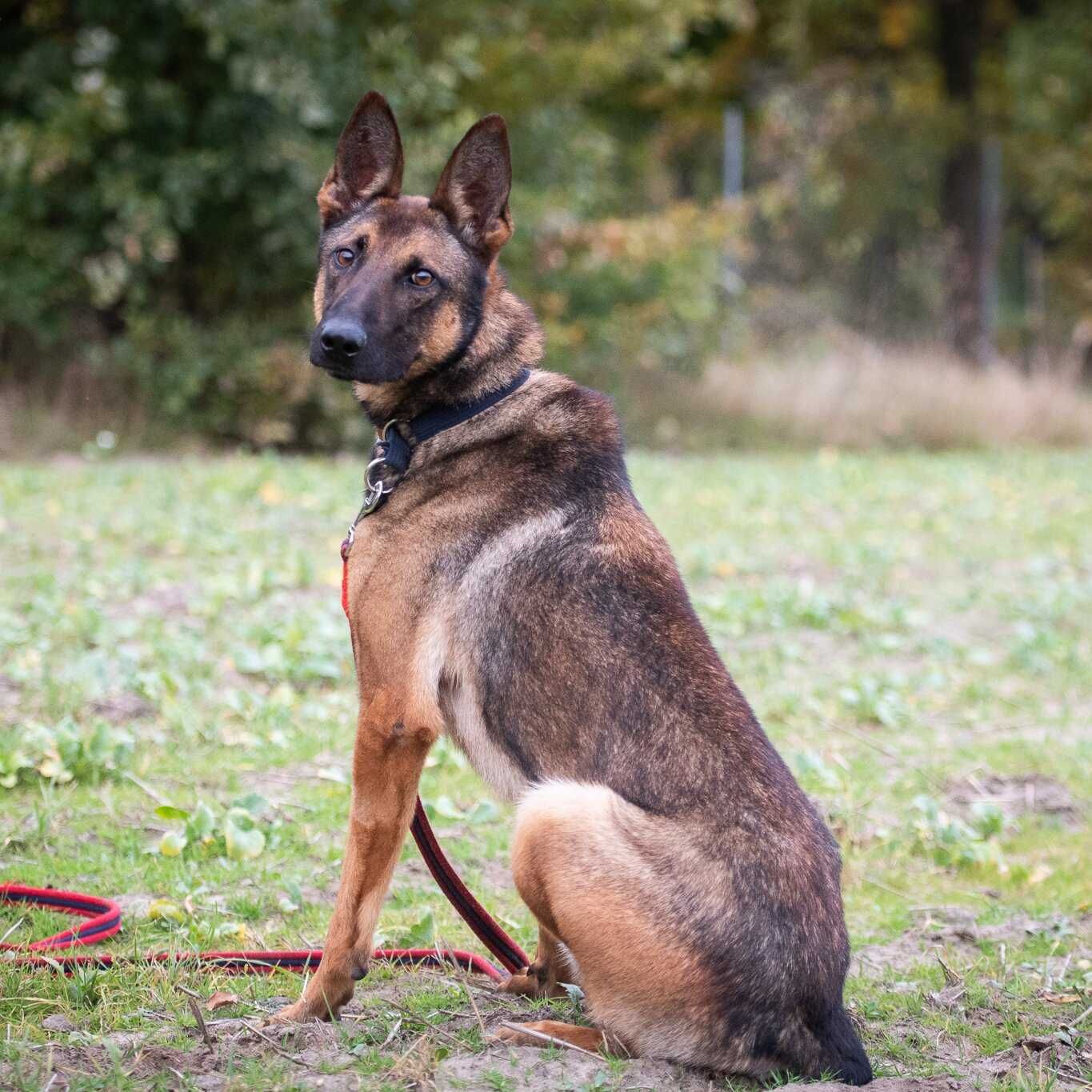 Uran - czysta energia. Owczarek belgijski malinois