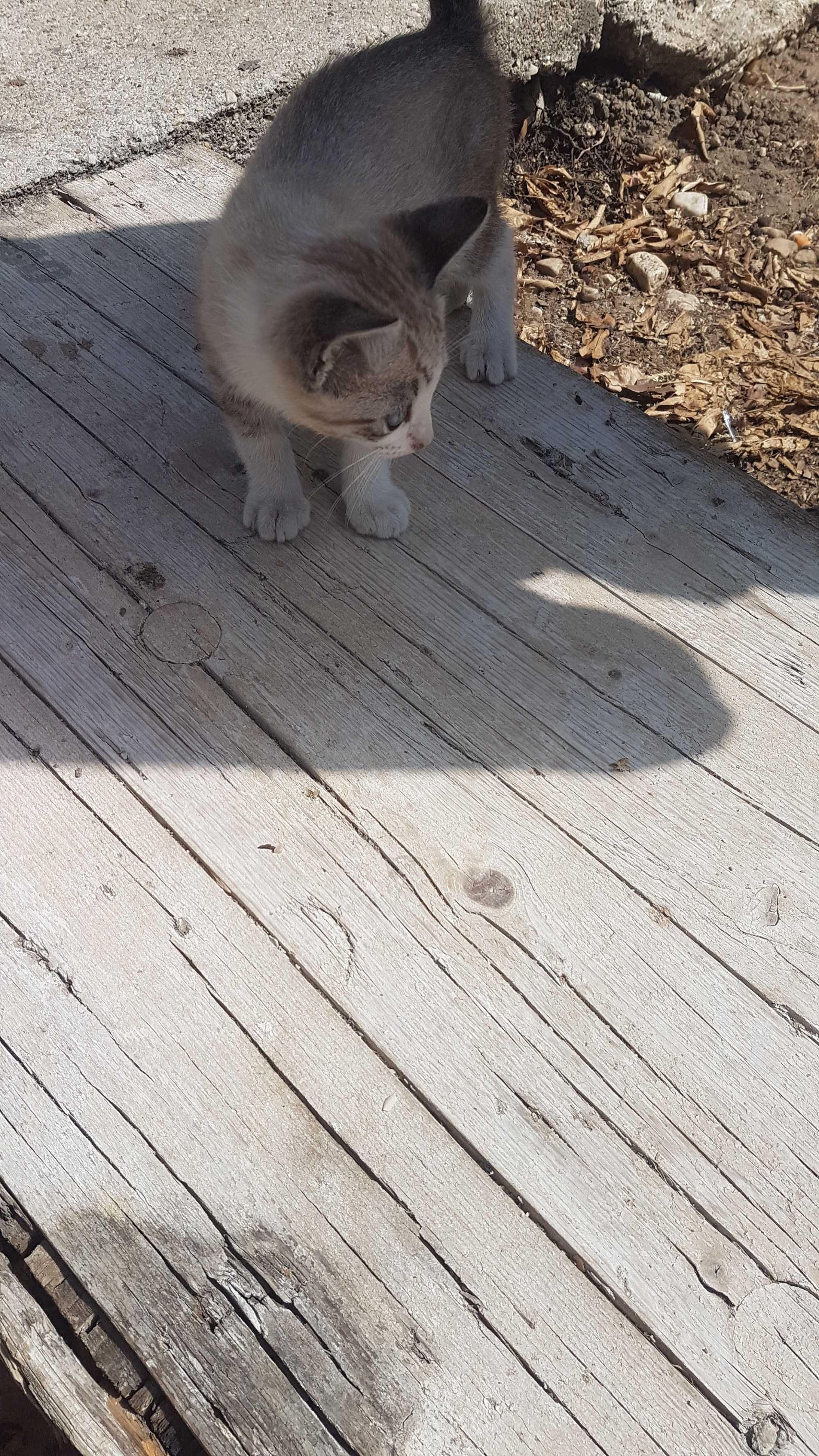 Dou 1 gatinho e 3 gatinhas  Para adoção séria e responsável.