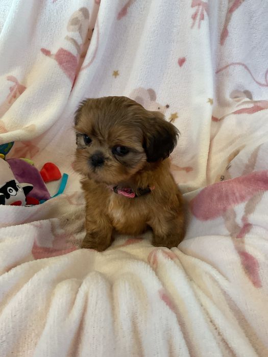 Shih tzu Salonowe suczki