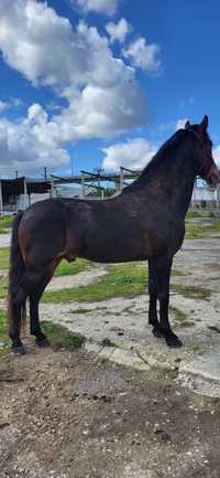 Cavalo Lusitano para venda